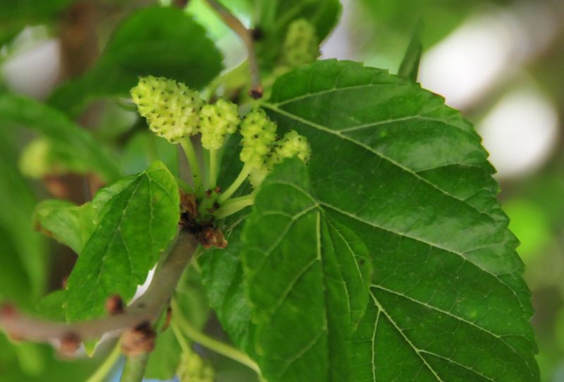 Morus alba / Gelso bianco